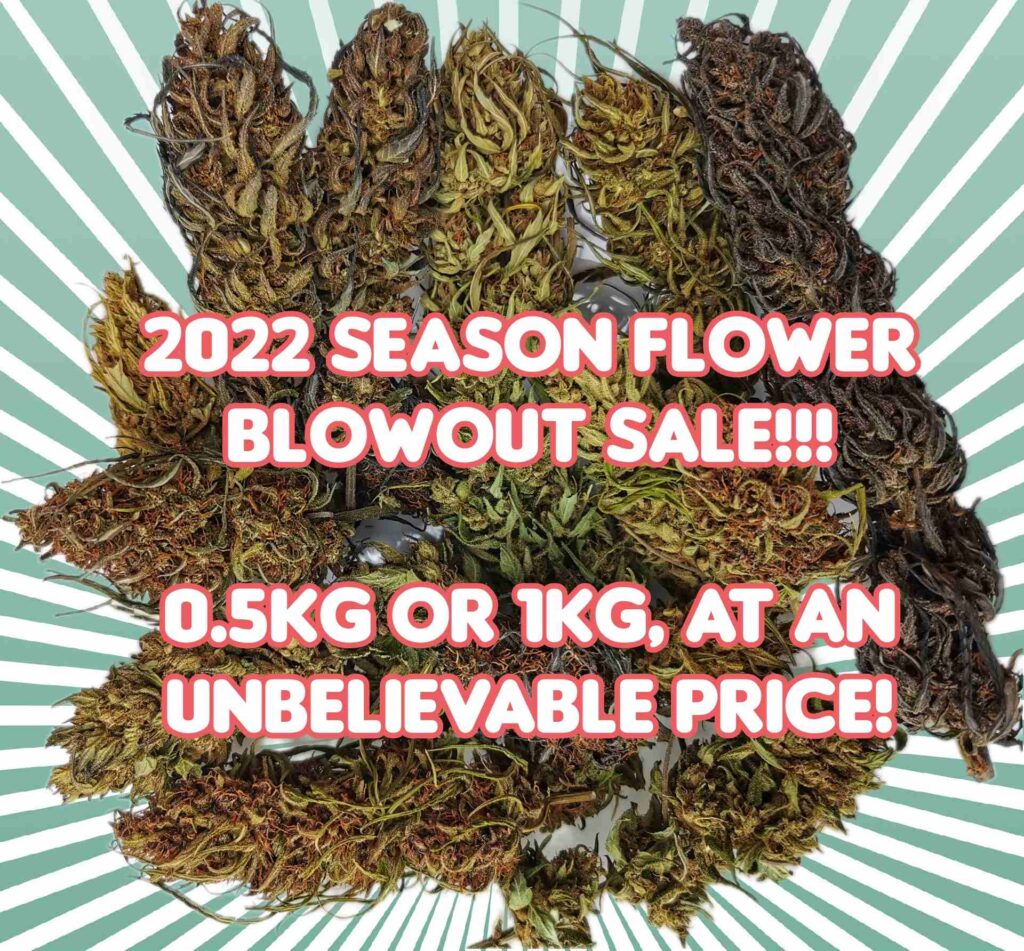 2022 flower blowout sale (untrimmed)